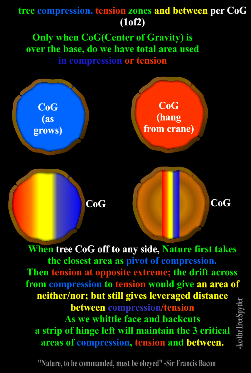 tree-compression-tension-zones-and-between-per-center-of-gravity-1of2a.png